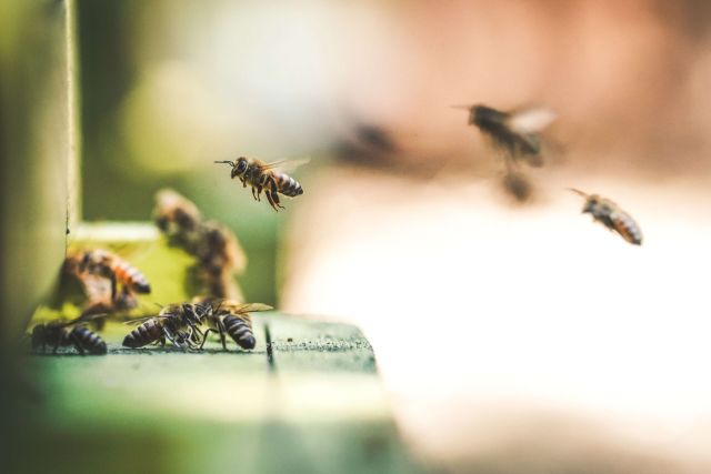 Bee sting allergy awareness — medical alert bracelet for anaphylaxis